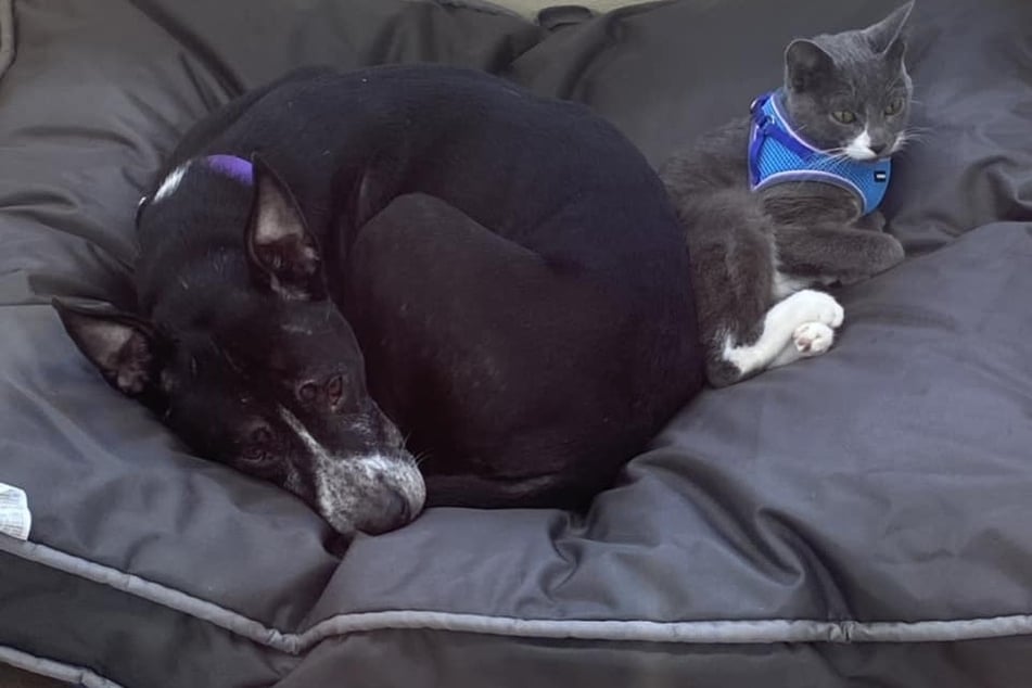 These two lucky animals found a new forever home that would adopt them both!