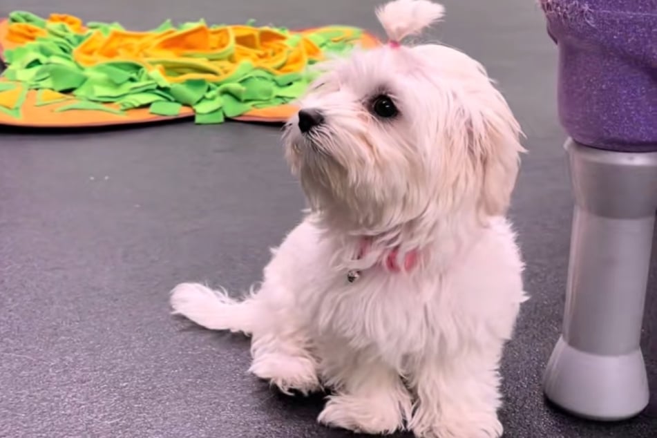 Poppy the puppy sat all alone in the dog day care center for the first week. But have things improved since then?