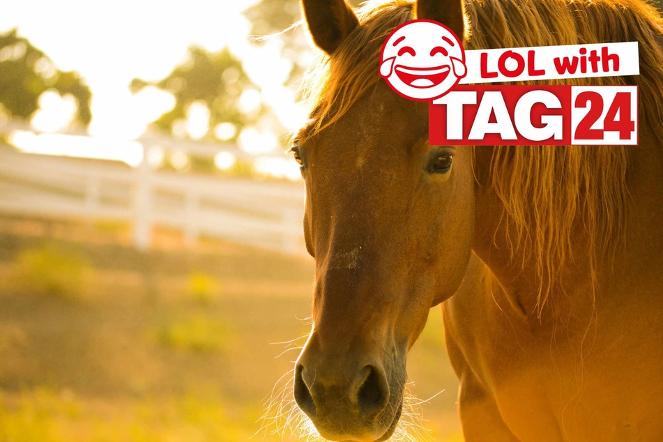 Joke of the Day for July 30, 2025: An animal joke to make you smile
