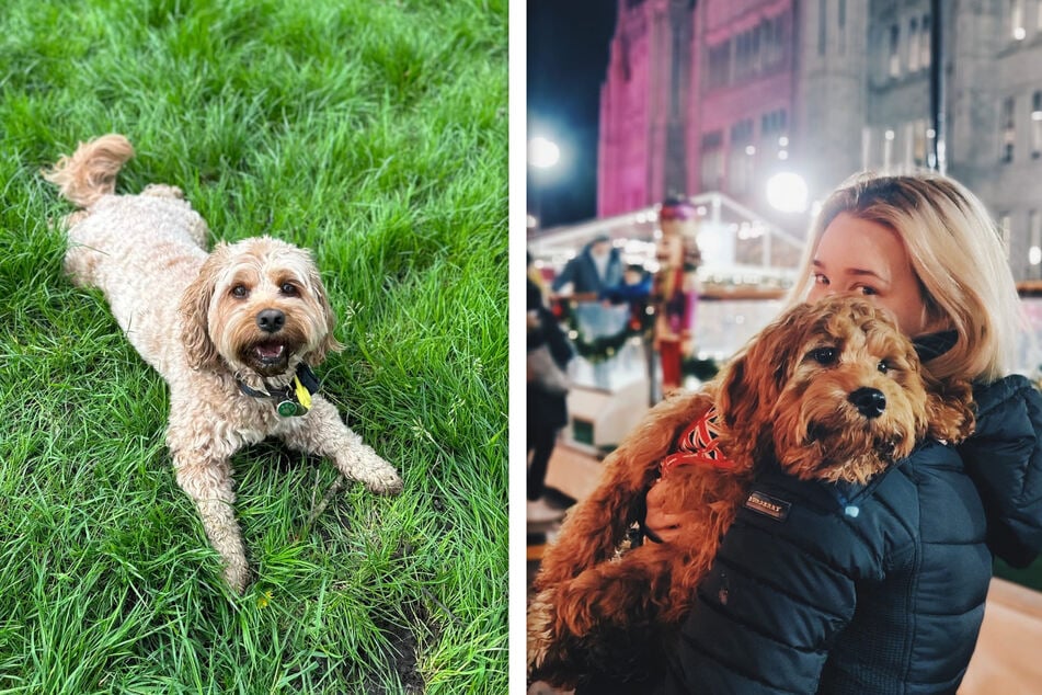 Dog lost underground for days – then he hears his owner's voice