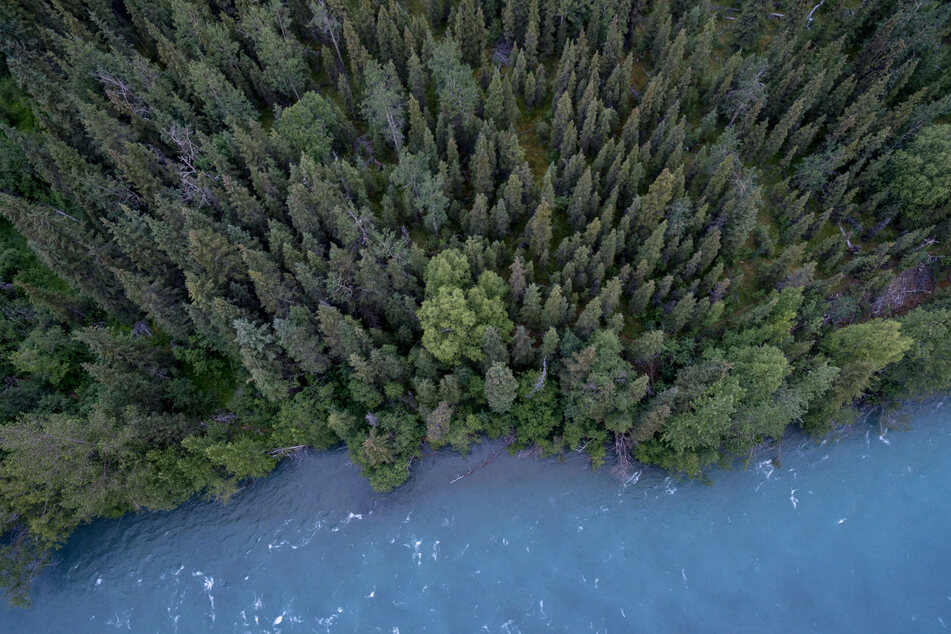 Funds from the music streams will go to biodiversity conservation and restoration projects in threatened ecosystems around the world (file photo).