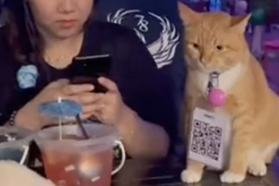 Cat's dedicated work as a "bartender" takes TikTok by storm!