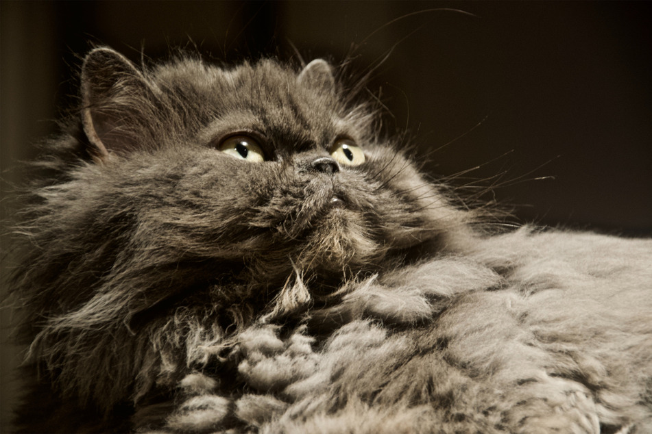 Himalayan cats are hardly the smartest-looking kitties.