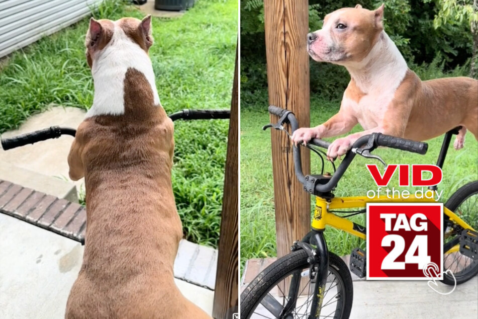 Viral Video of the Day for August 5, 2024: Pit bull caught on bike: "What the hell"