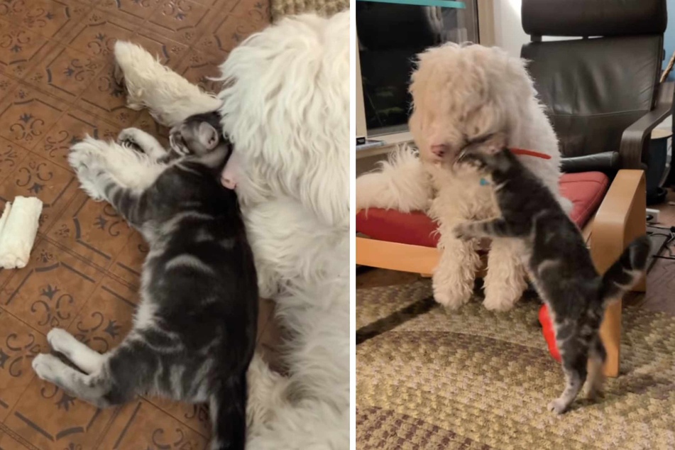 As if the four-legged friend had sensed that Bumper didn't want to hurt him, the cat lovingly greets the white dog with several little kisses.
