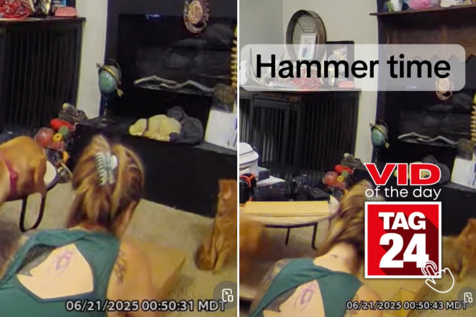 Viral Video of the Day for June 22, 2025: Cat tries to join in on owner's home DIY project!