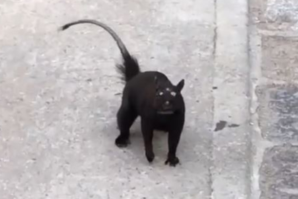 This animal has left millions both afraid and confused.