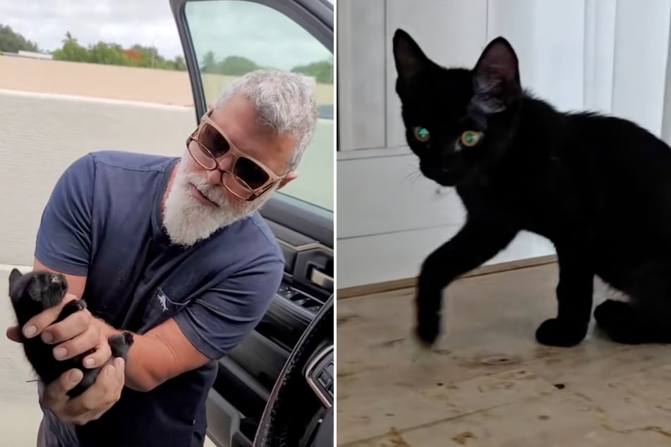 In later videos, the cat is already a little bigger.