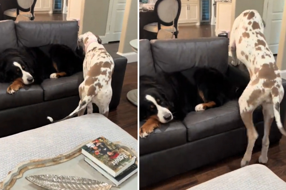 Great Dane puppy hilariously underestimates size as she cuddles on sofa