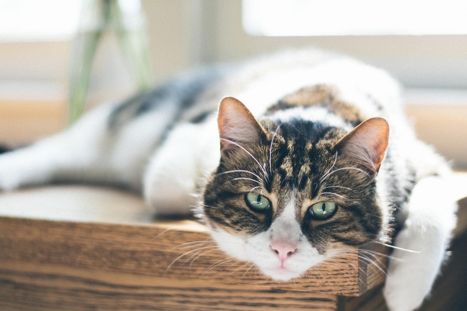 Older cats can often be grumpy, and tend to lash out more often.