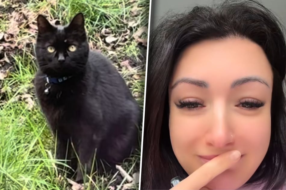 Cat reappears after seven years missing but reunion is bittersweet