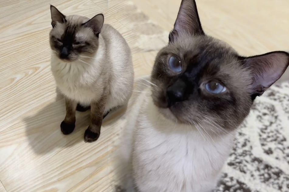 Lonely cat is transformed by new kitten sibling in adorable video