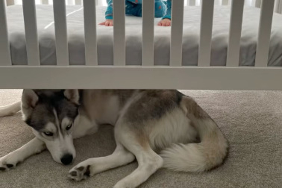 Husky Theo sleeps under the crib every night and looks after his brother.