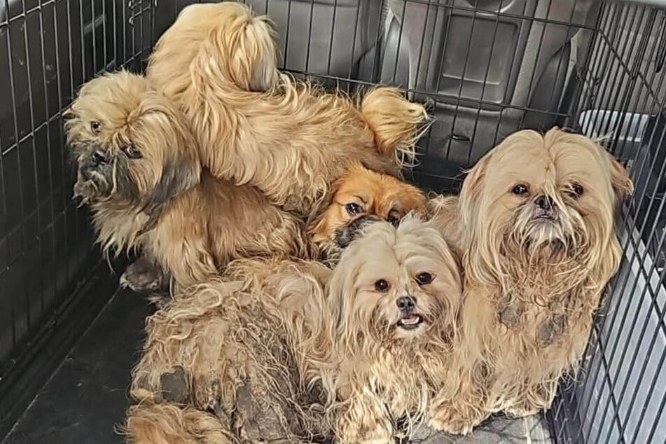 The dogs had to be captured one by one. In the end, there were ten.