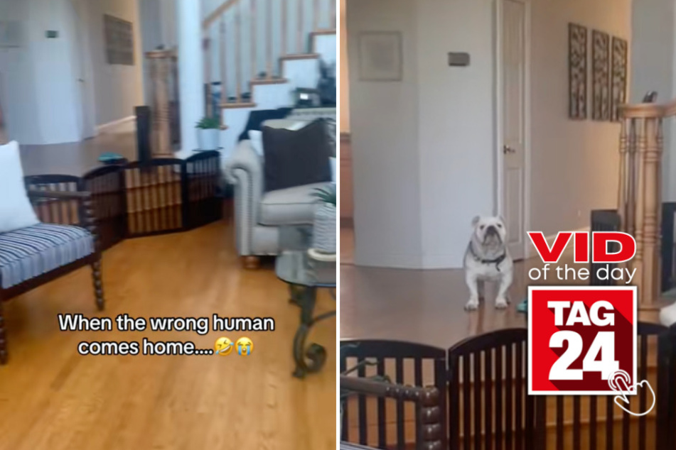 Viral Video of the Day for September 4, 2023: Dog reacts to "wrong human" coming home