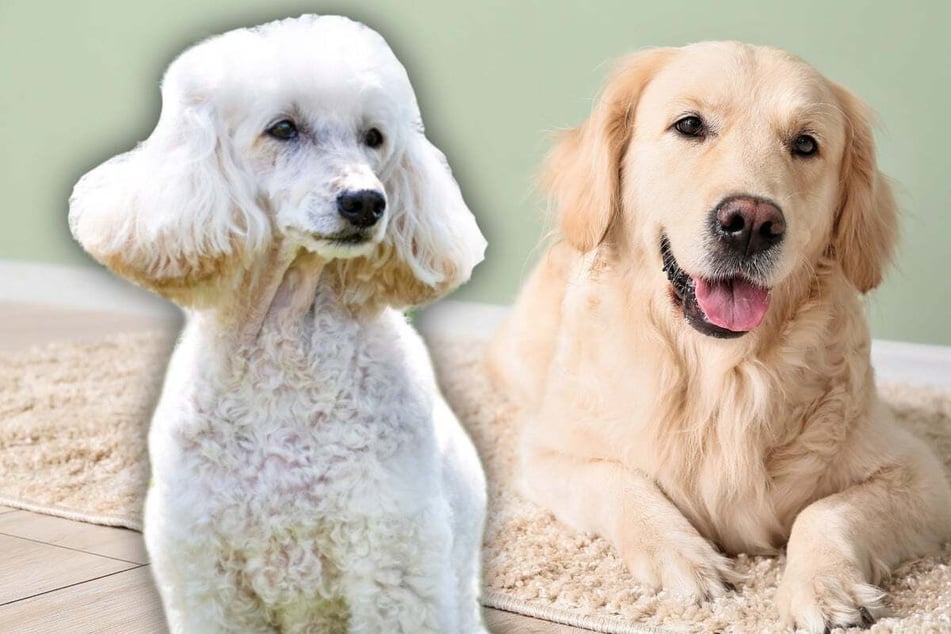 Labradoodle breed profile: Everything you need to know about the Labrador and Poodle dog mix