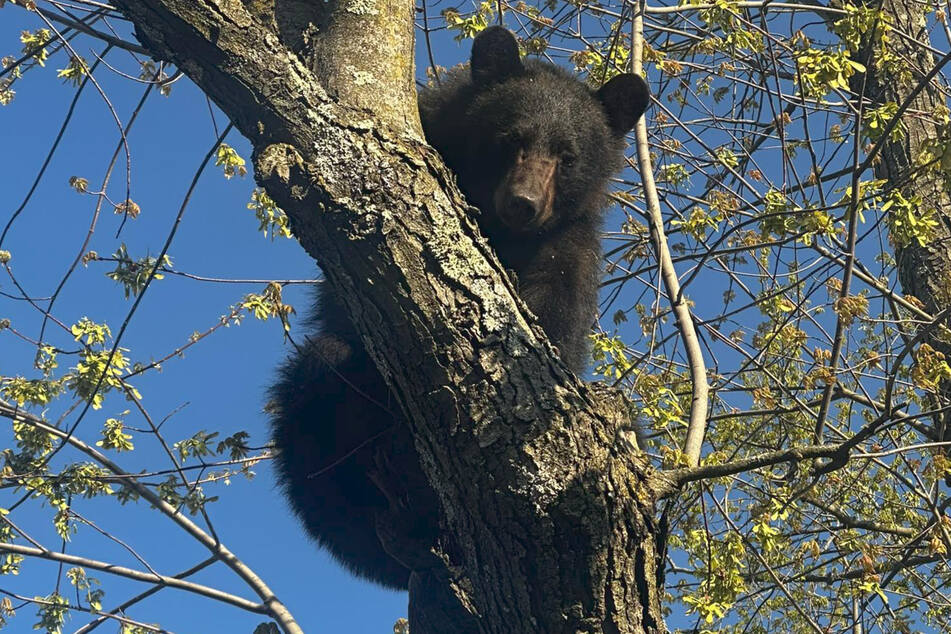 The black bear finally fell out of the tree several hours after being stunned.