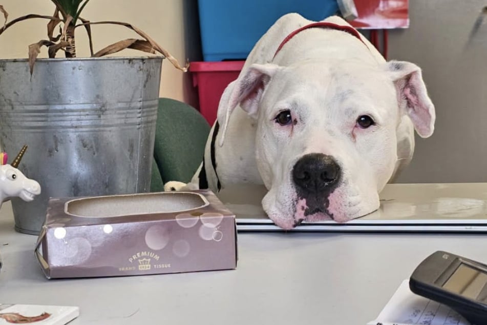 Eddie is eager to learn and does well with visual training, so shelter workers believe he will be able to pick up sign language.