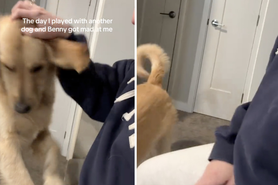 Even pets couldn't cheer the golden retriever up!