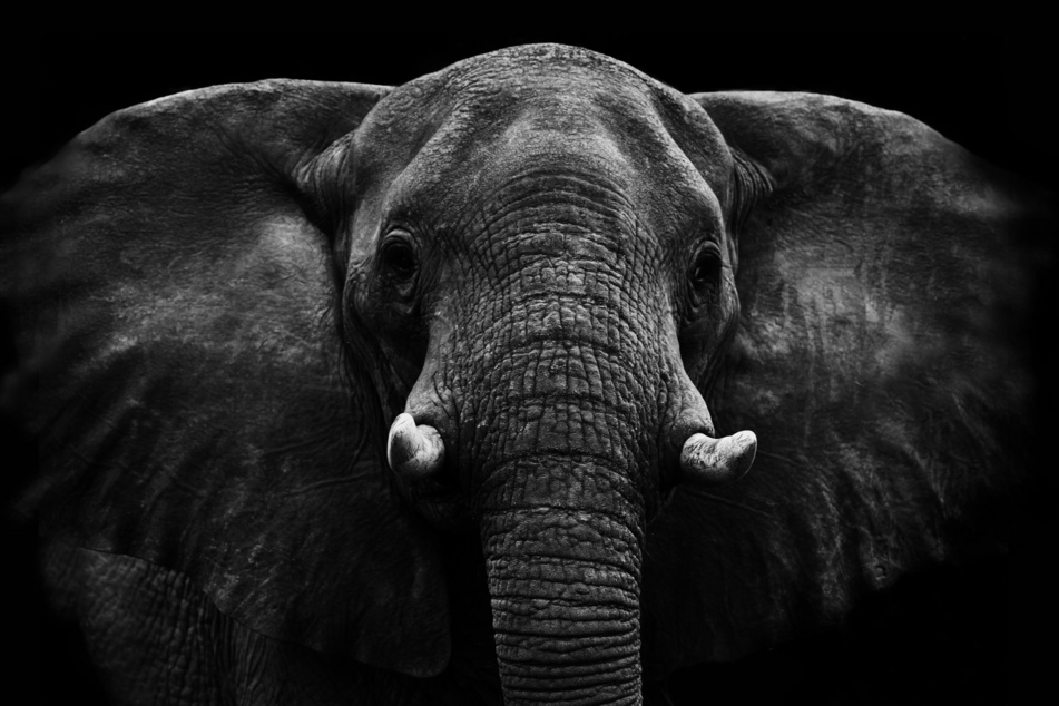 Elephant swings its trunk and causes tragedy at Spanish zoo
