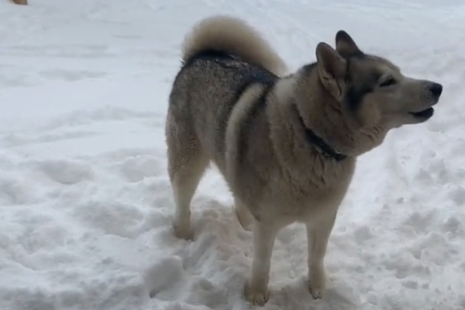 Snow way! Hilarious Texas husky refuses to come back indoors