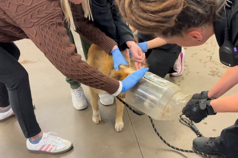 In the end, it took several people to free the dog from the container.