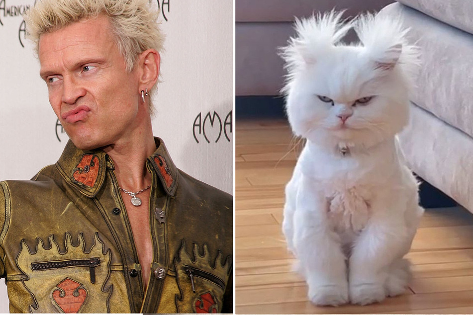 Cat with rocking hair wows TikTok