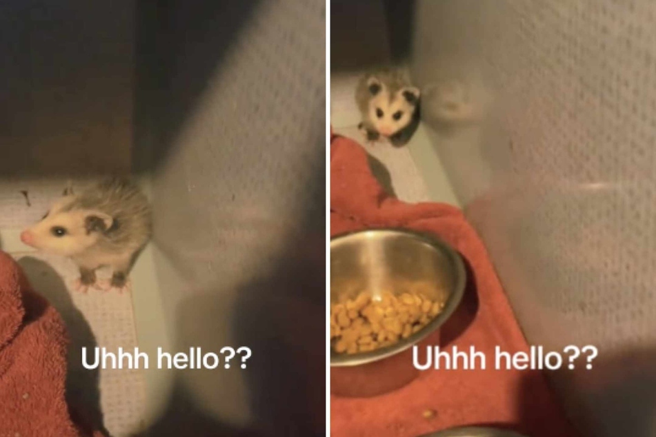 A baby opossum was hiding in the cat kennel. But how?