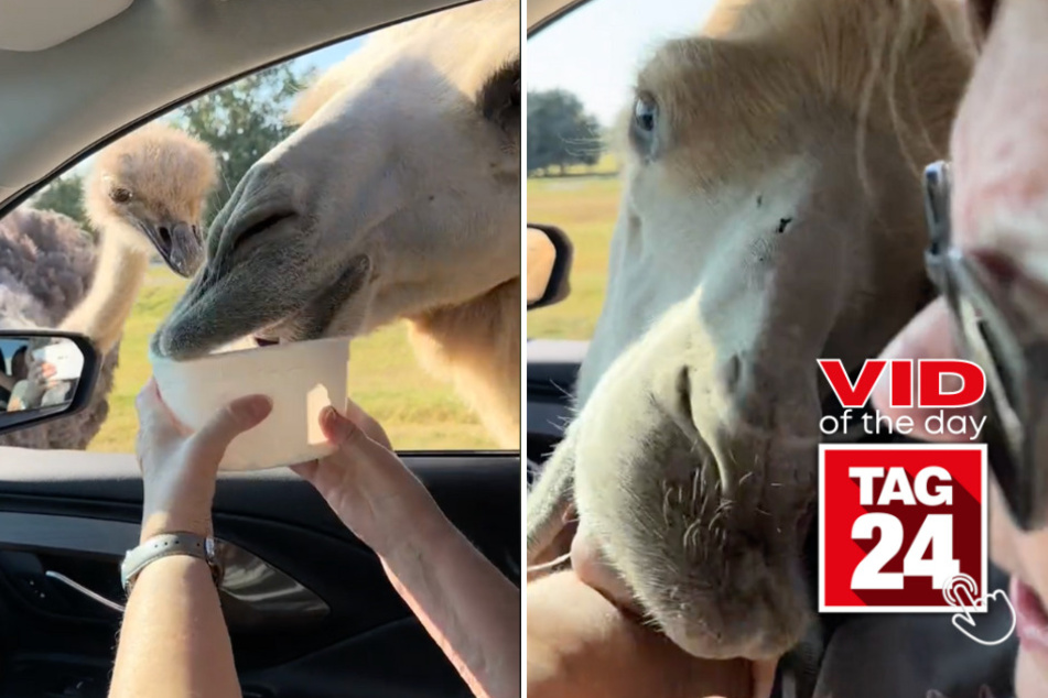 Viral Video of the Day for December 16, 2023: Grandma has run-in with huge camel at drive-thru!