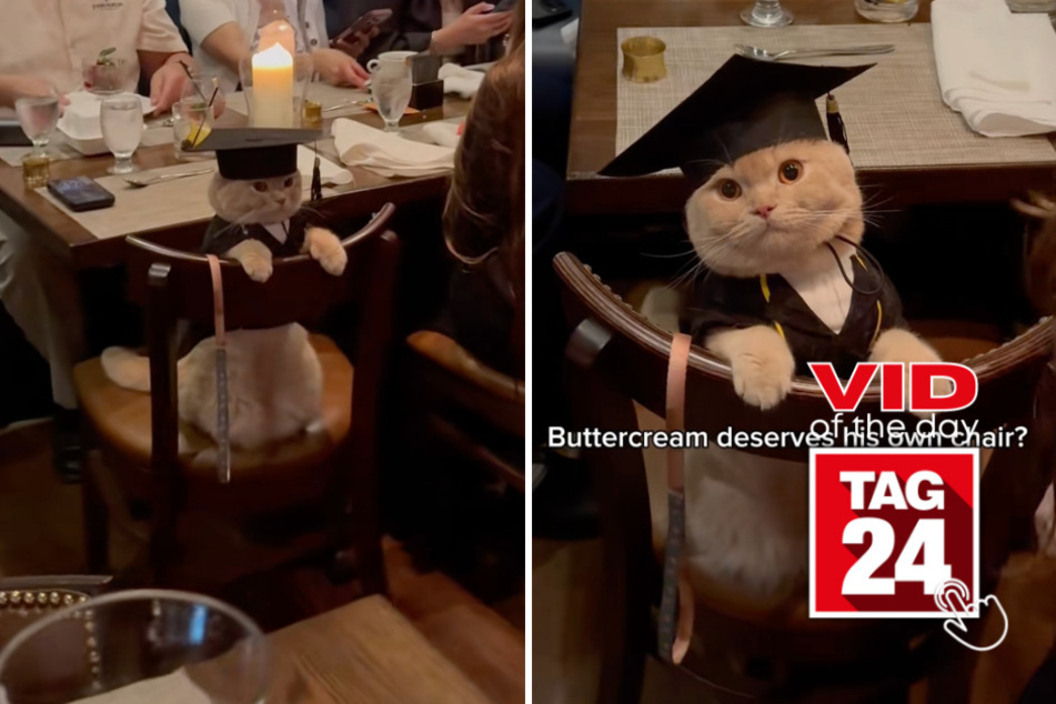 Viral Video of the Day for June 7, 2026: Adorable cat steals the spotlight at graduation dinner