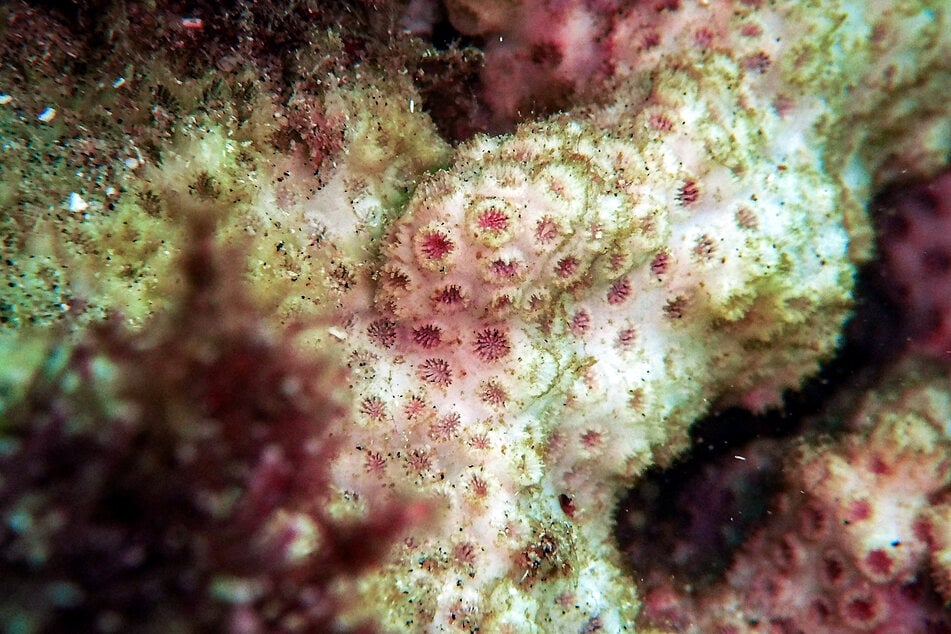 Mass bleaching events have become more common due to rising sea temperatures.