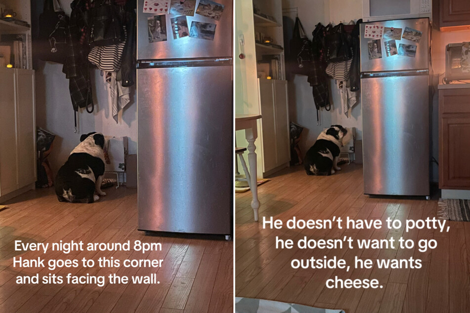 A bulldog named Hank has developed a particularly funny routine in order to secure some precious cheese from his loyal owner, Lizzy.