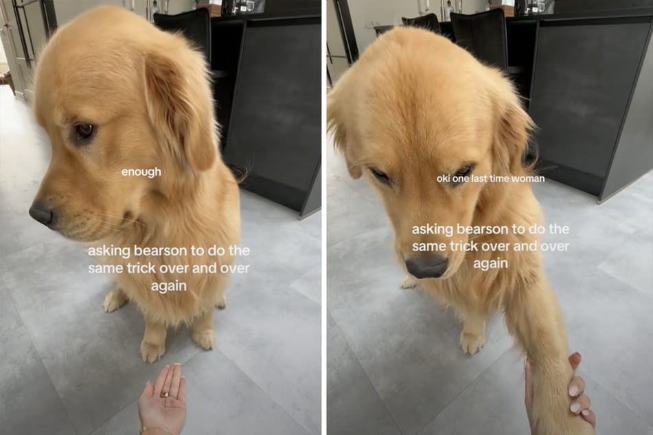 Golden Retriever Bearson didn't think much of his owner's jokes.