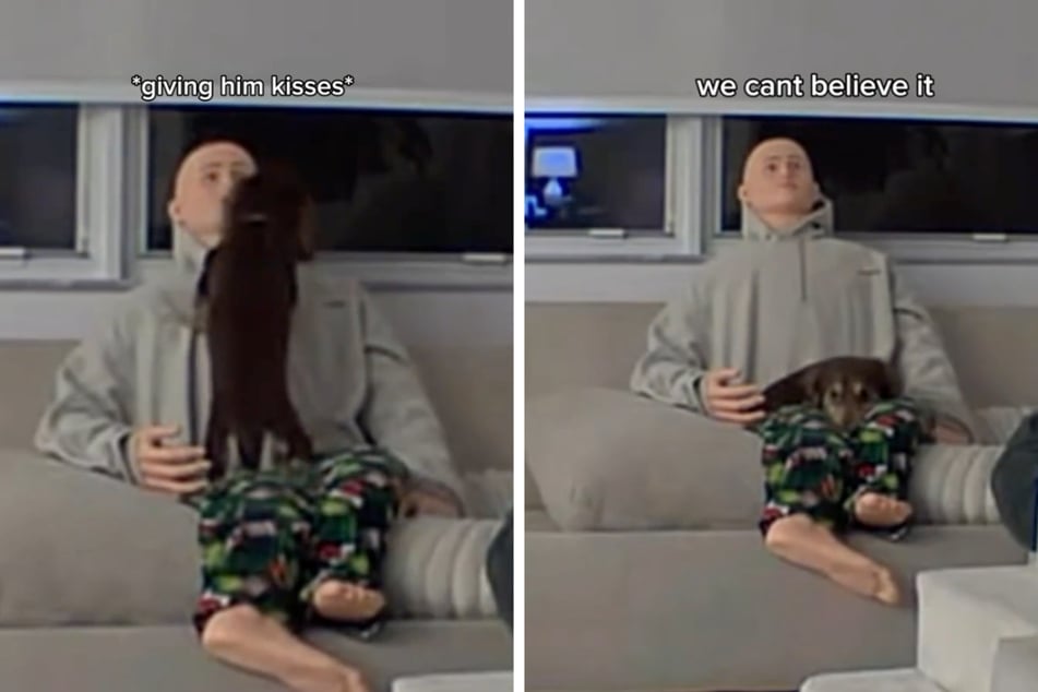 Surprisingly, the dog took to the lifelike doll very well and seemed noticeably more relaxed.