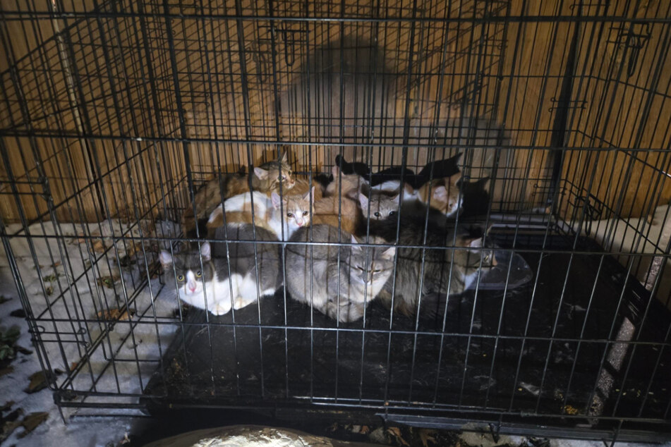 The little cats were huddled together in a cage, desperate for warmth.