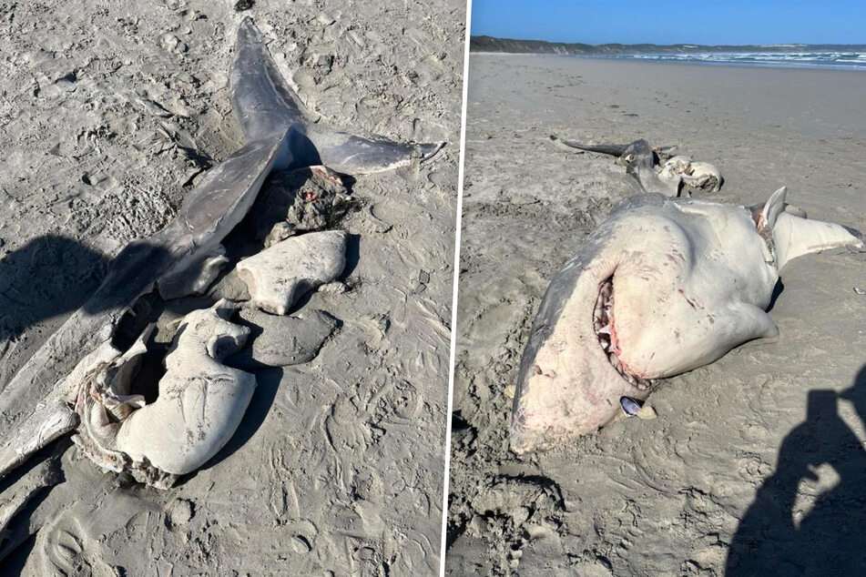 Great white shark carcass causes a stir
