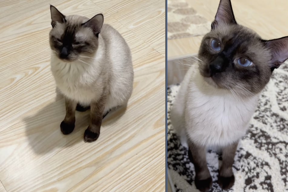 Tofu the cat was appeared quite lonely and bored lately, which led his owner to make a life-changing decision.