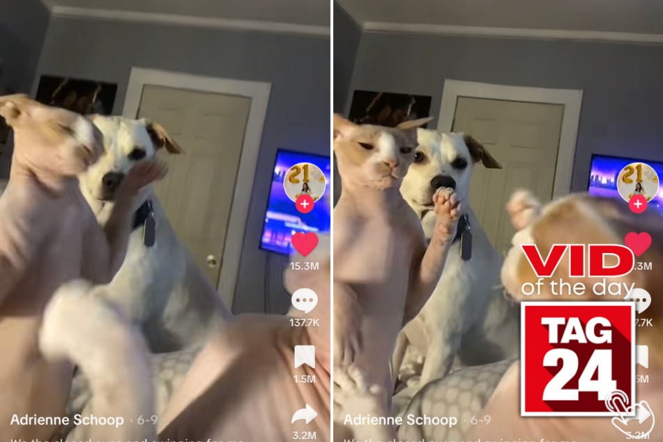 Today's Viral Video of the Day features an adorable dog and his two crazy cat siblings that will leave you in stitches!