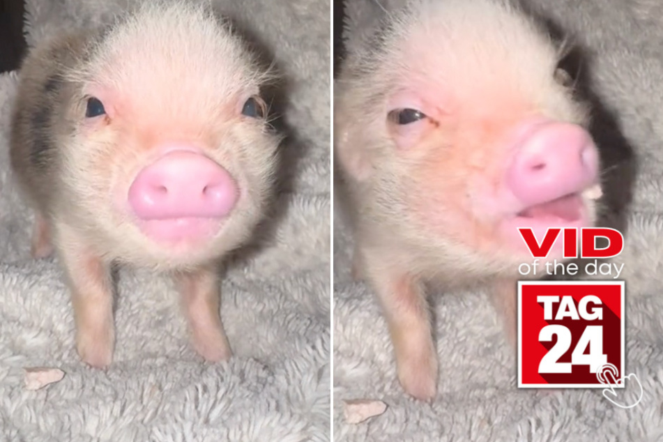 Viral Video of the Day for May 25, 2024: Mini pig gives epic crunches in ASMR TikTok!