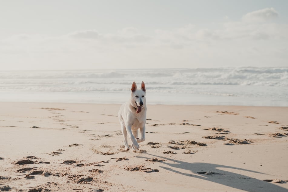 Are there any dogs more majestic than the white Swiss shepherd dog?