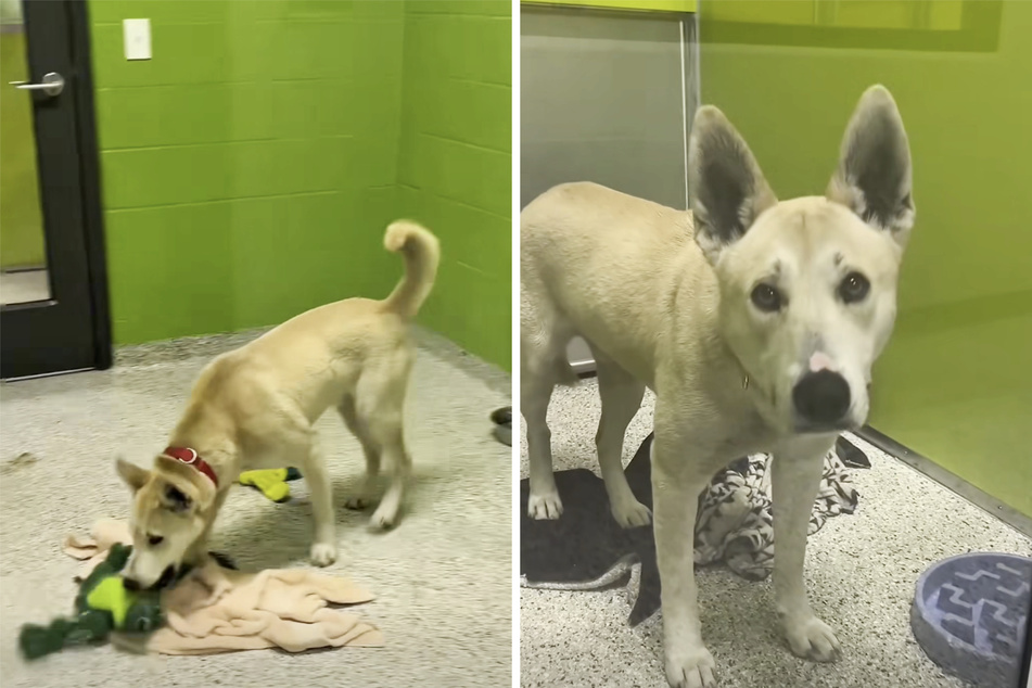 Once he arrived at the shelter, Rieger the dog gradually got used to his new surroundings.