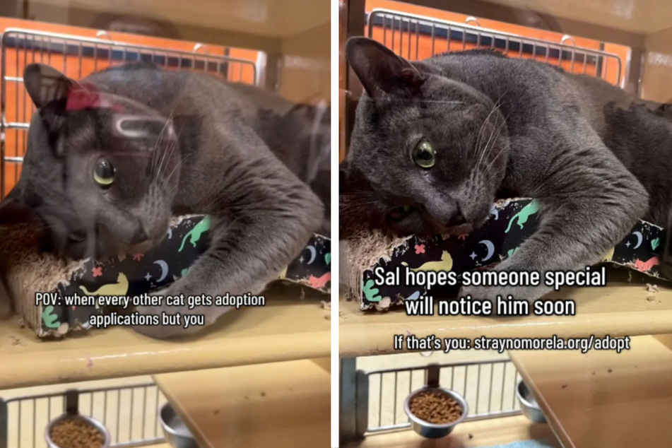 Sal the cat is heartbroken: two years after being adopted, he got returned to the shelter.
