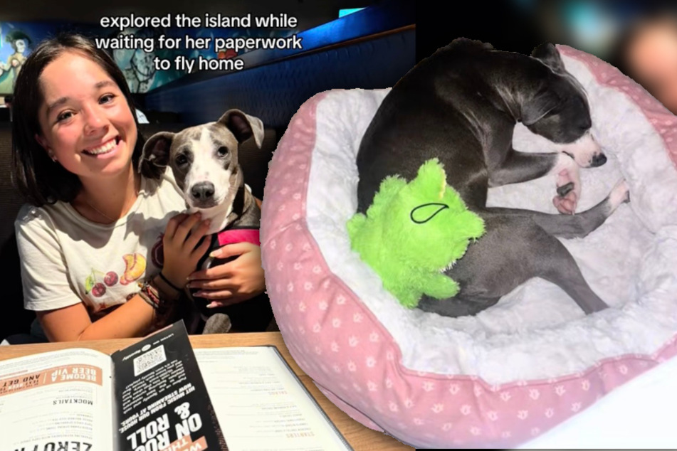Dog lover finds stray while on vacation, and it's love at first sight – then comes the hard part