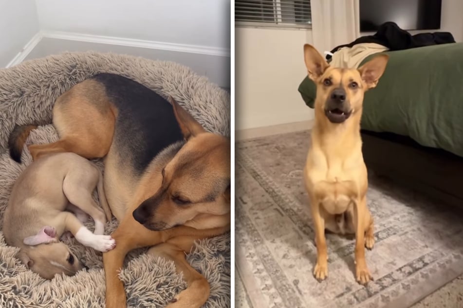 The puppy named Cowboy just recently moved into Cactus's household, but the two dogs are already inseparable!
