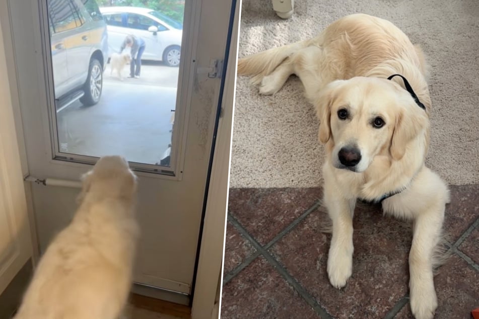 Dog falls in love with another Golden Retriever during playdate – then her owners give her a sweet surprise!