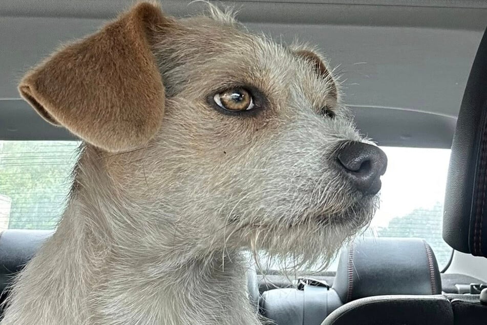 Bruno was luckily rescued from the street, giving him another chance at a happy life.