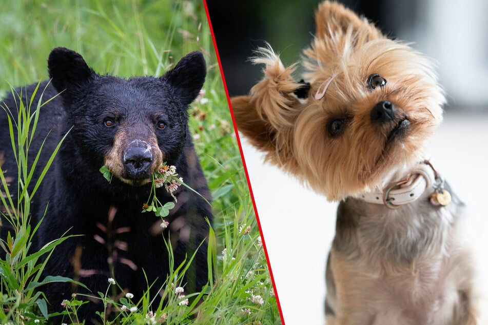 A small Yorkshire terrier fiercely barked a black bear intruder out of his yard in a viral video (stock image).