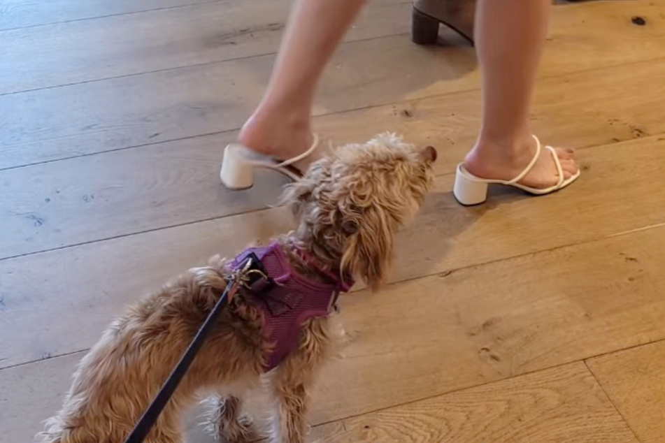 Fortunately, the dog's story didn't end like that.