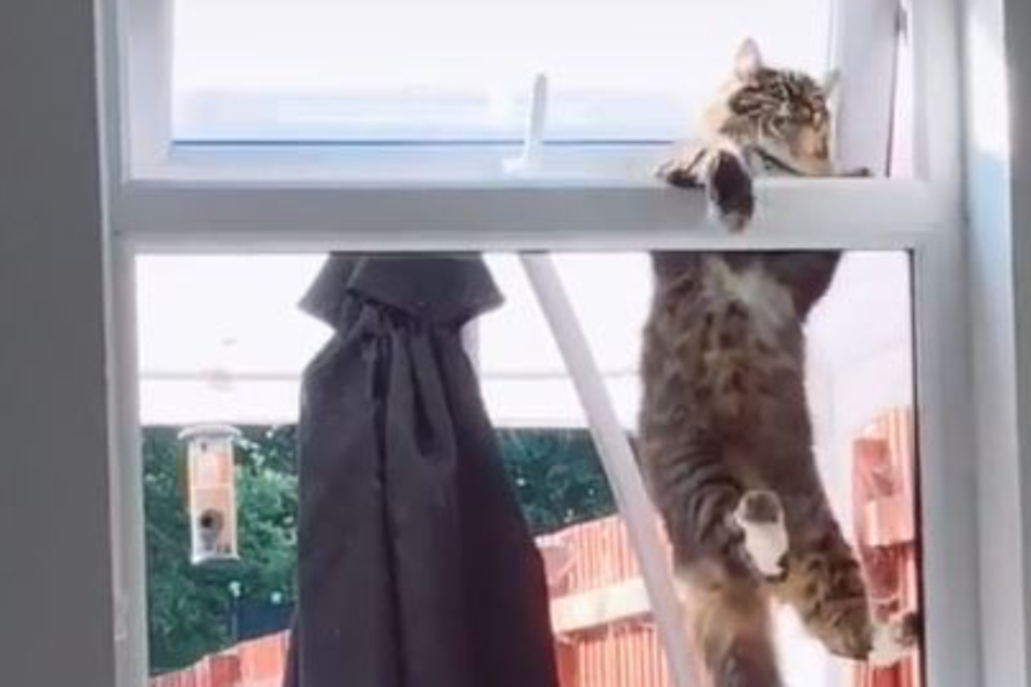 Hang in there: video of world's most determined cat goes viral