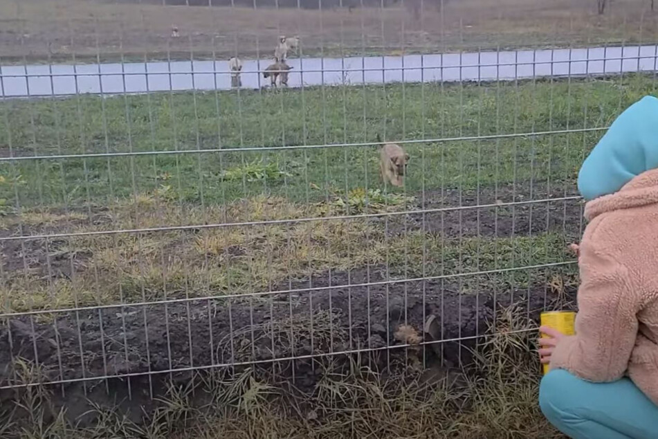 Animal rescuers Love Furry Friends save stray dogs and starving puppies